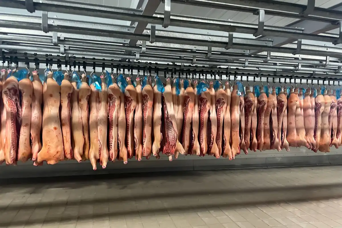 Medias canales de cerdo colgadas de unos raíles dentro de una cámara frigorífica industrial