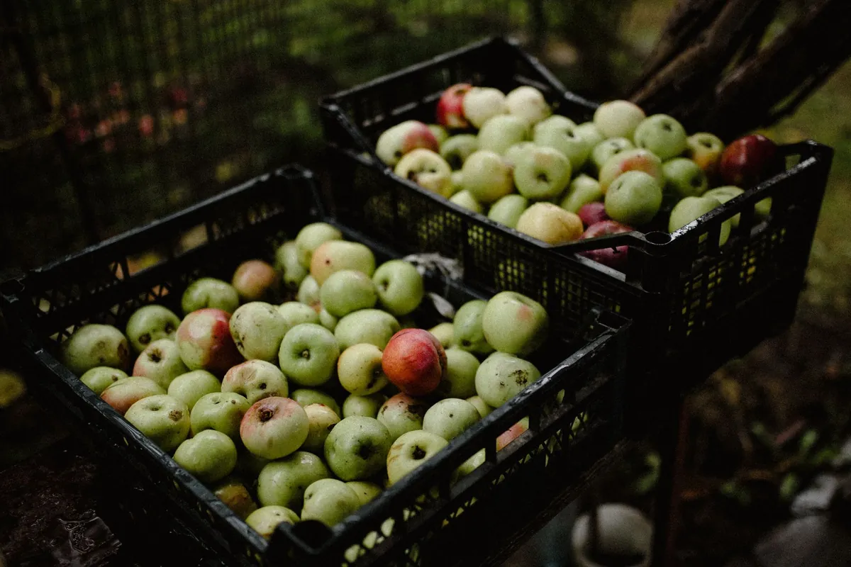 Dos cajas de plástico negras llenas de manzanas verdes y rojizas, al aire libre entre vegetación