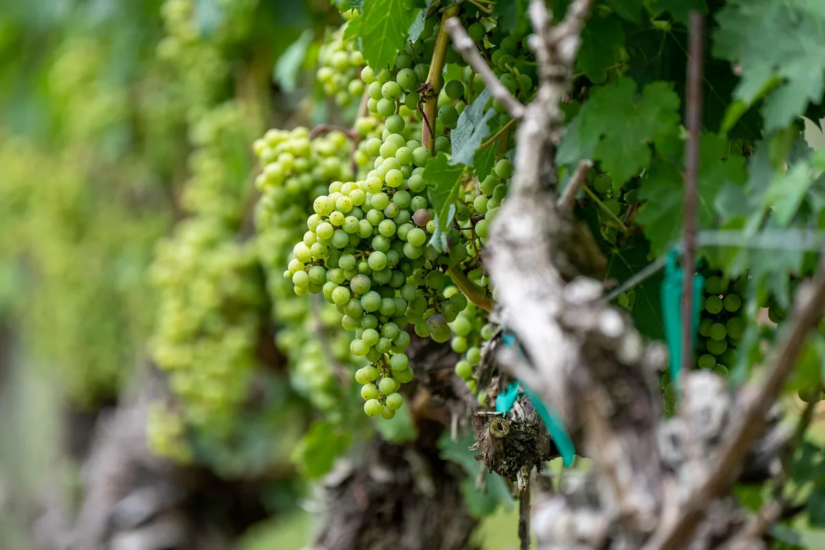 Racimos de uva verde colgando de una cepa vieja en una viña
